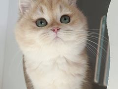 -东方名猫馆·英短金渐层布偶猫舍(环线广场1号楼店)