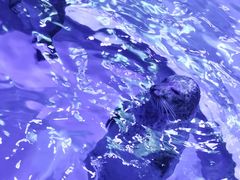 -上海海昌海洋公园