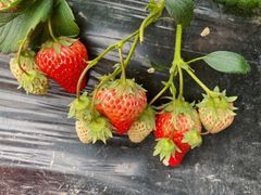 -胜丰草莓采摘园