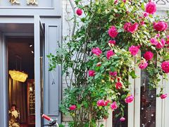 -Sirena海妖日咖夜酒