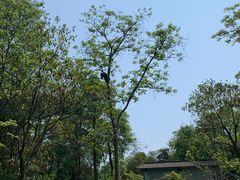 -中国大熊猫保护研究中心雅安碧峰峡基地