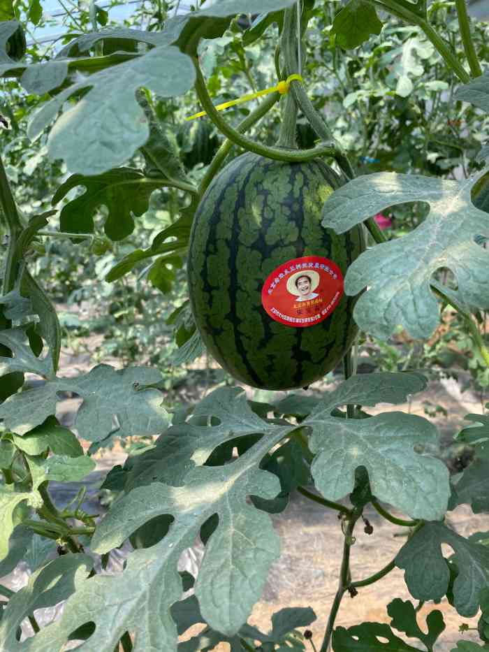老宋瓜王采摘园-"五一黄金周来摘西瓜91,还以为瓜都没熟呢.