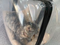 -瑞派宠物医院·犬猫全科·猫友好(宾水西道店)