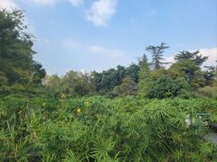 -桂湖森林公园