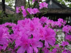 -上海醉白池公园