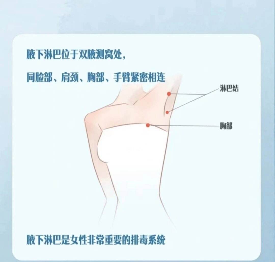 乳腺淋巴结分区图解图片