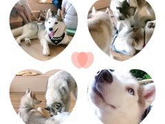 -Husky Go! 哈士奇体验馆·宠物咖啡厅狗咖