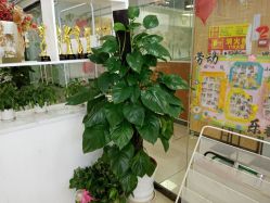 -白博士面部护理&头皮护理