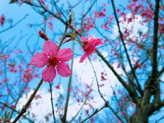 -天适樱花悠乐园