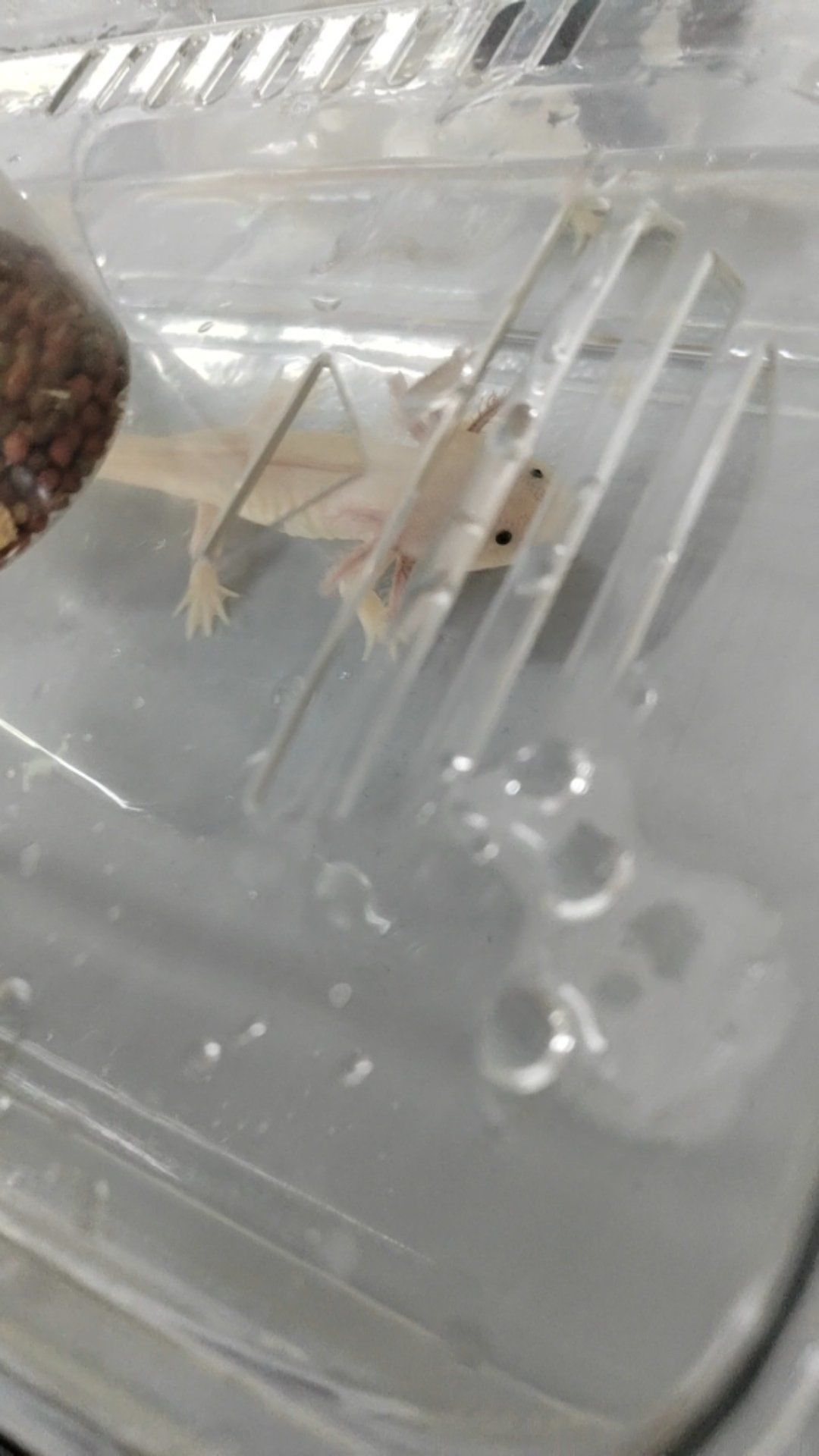 蝾螈,又称六角恐龙