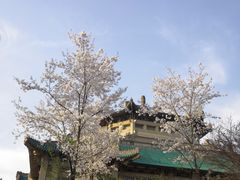 -武汉大学-樱园