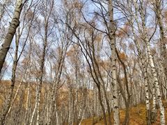 -塞罕坝国家级自然保护区