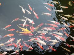 -花果山庄•现烤荔枝柴烧鹅