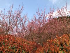 -贵阳市花溪国家城市湿地公园