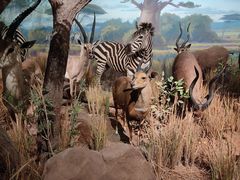 -陕西自然博物馆