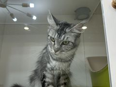 -青奢宠物·青奢猫舍