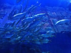 -华夏文旅海洋公园