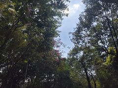 -凤岗南门山森林公园