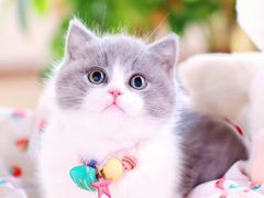 -十年猫舍·猫咪专门店(普陀店)