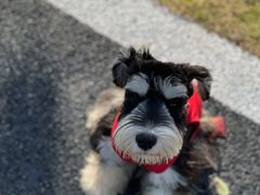 -翊宠yipet猫狗购宠庄园犬舍•猫舍