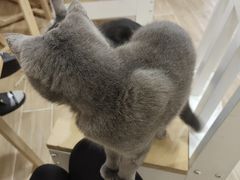 -李小姐の猫咖啡馆(五角场店)