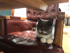 -猫小院猫主题餐厅(三里屯店)