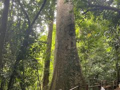 -中国科学院西双版纳热带植物园