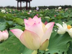 -武汉紫薇都市田园