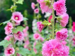 -广西壮族自治区药用植物园