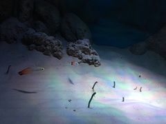 -暹罗海洋世界