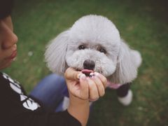 -PETKIT 小佩宠物·低压洗护·美容·寄养(安远店)