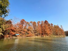 -上海海湾国家森林公园