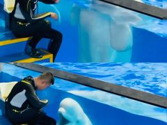 -秦皇岛乐岛海洋王国