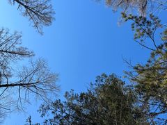 -峡谷浮石林景区