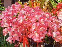 -溪岸路花鸟市场