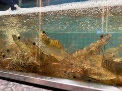 -曼格活海鲜·牛排自助(光明蓝鲸店)