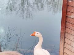 -思念果岭悦温泉