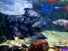 -太平洋海底世界