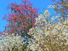 -天适樱花悠乐园