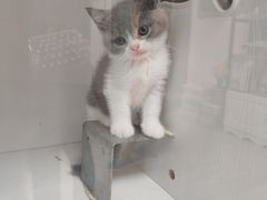 -喵zoo家庭繁育猫舍(尖东智能花园店)