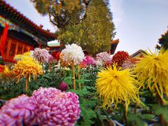 -故宫博物院(故宫)