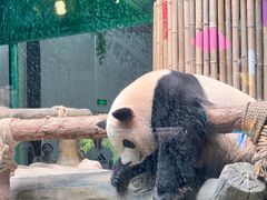 -灵玲国际马戏城