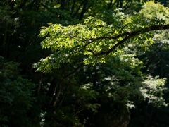 -少华山国家森林公园