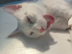 -伟伟宠物医院·CT影像中心·瑞派犬猫综合性门诊(汉口总院)