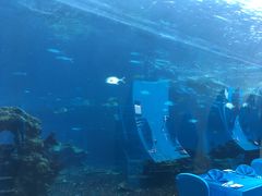 -海棠湾洲际-涛·海底餐厅·美人鱼·自助餐·海底隧道