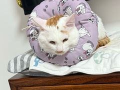 -纳吉亚猫专科动物诊疗中心(蒋宅口分院)