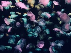 -珠海长隆海洋王国