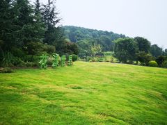 -铁山坪森林公园