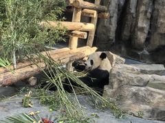 -上海野生动物园