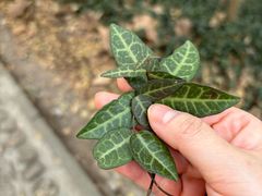 -上海佘山国家森林公园天马山园